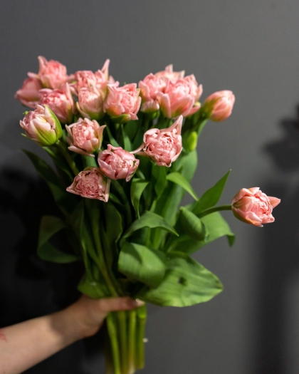 Тюльпаны светло-розовые