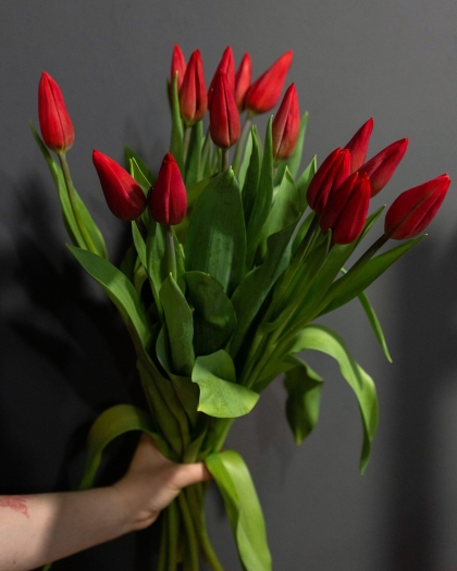 Тюльпаны красные