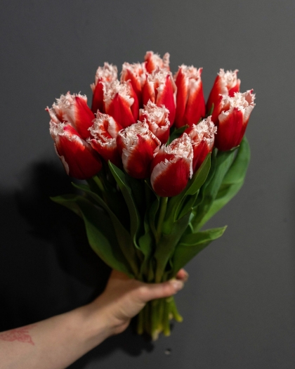 Тюльпаны красно-белые